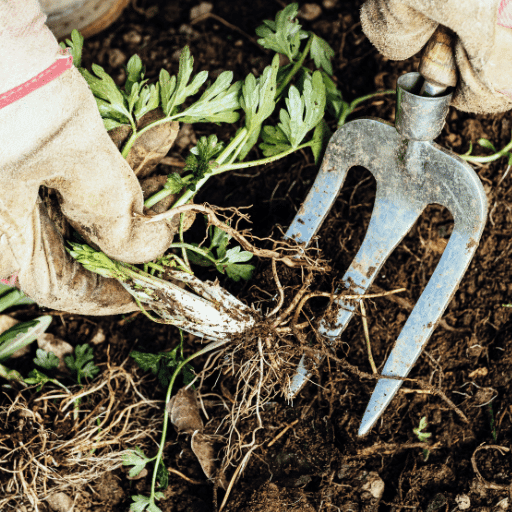 General Garden Maintenance