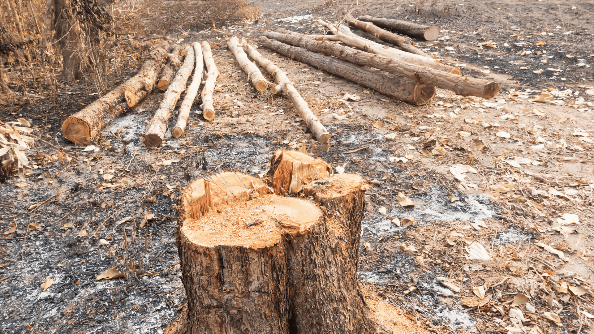 Large tree removal project in Droitwich