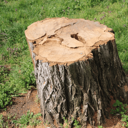 Tree Stump Removal